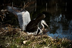 Lock-on　2026/01/30