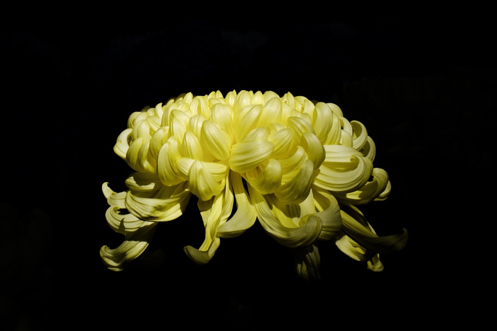 大菊（黃）　2025/11/06