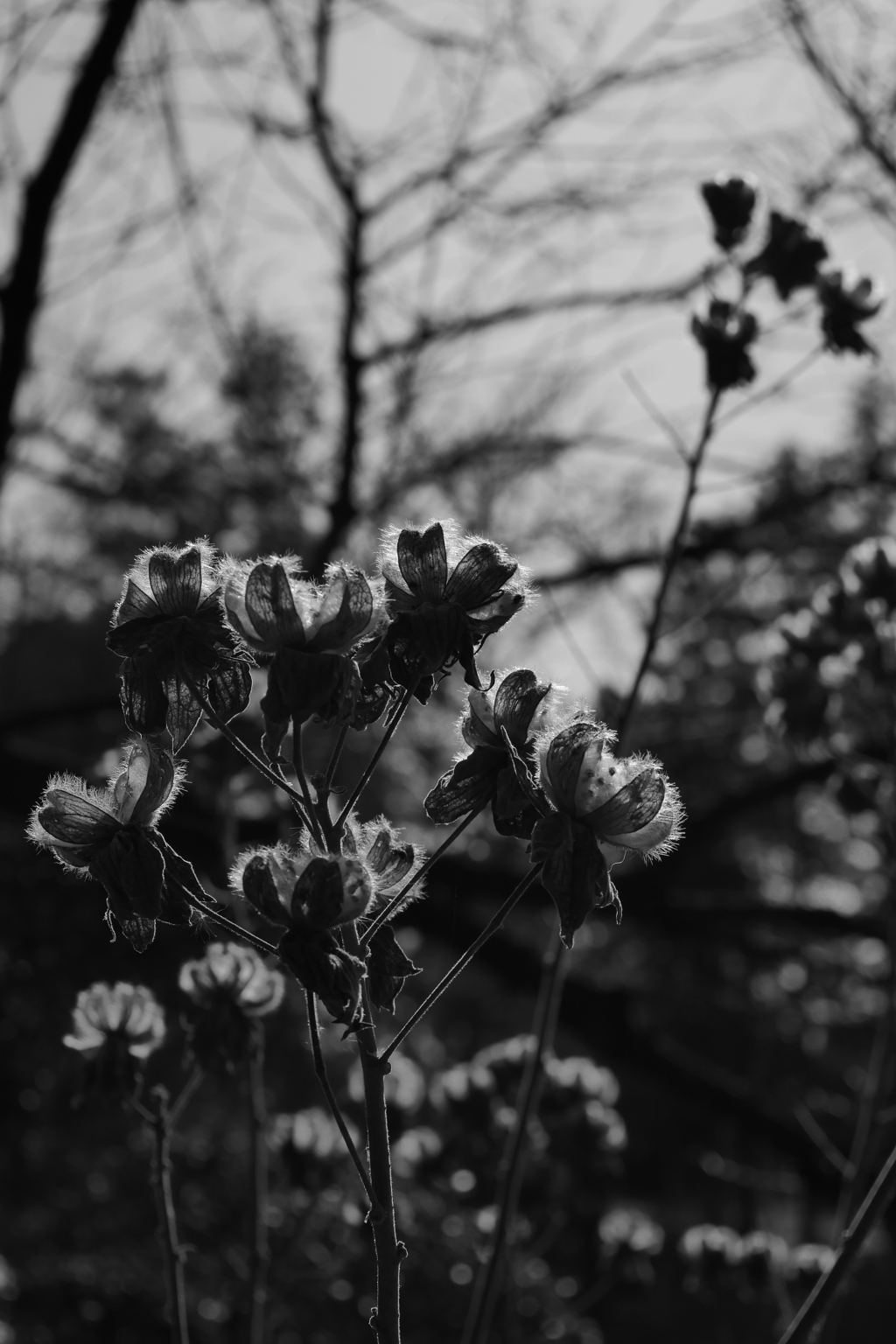 Ｌ.モノクロームD 芙蓉　02026/02/02