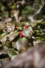 ハナミズキ　2025/11/17