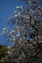 ハクモクレン　2026/02/28ト