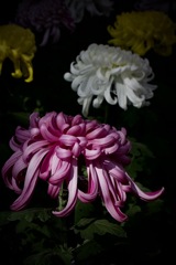 大菊（紫）2025/11/06