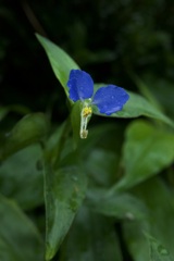 露草　2025/06/10