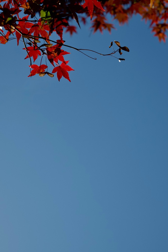 日本の秋　2025/12/01