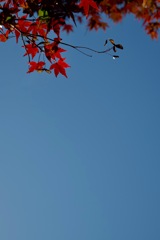 日本の秋　2025/12/01