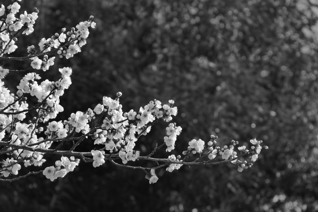 Ｌ.モノクロームD 白梅　2026/01/28