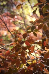 暖色系　2025/12/02