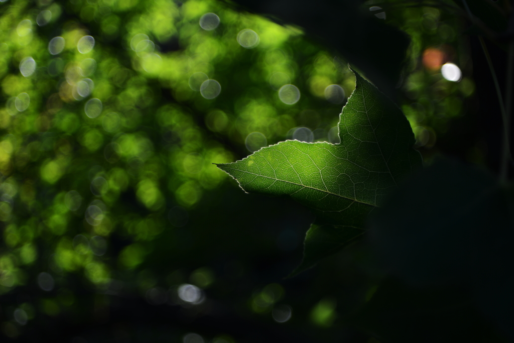 DSC_9477