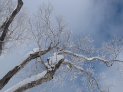 樹氷っぽいの２