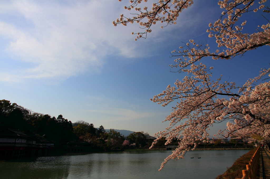 八条ケ池