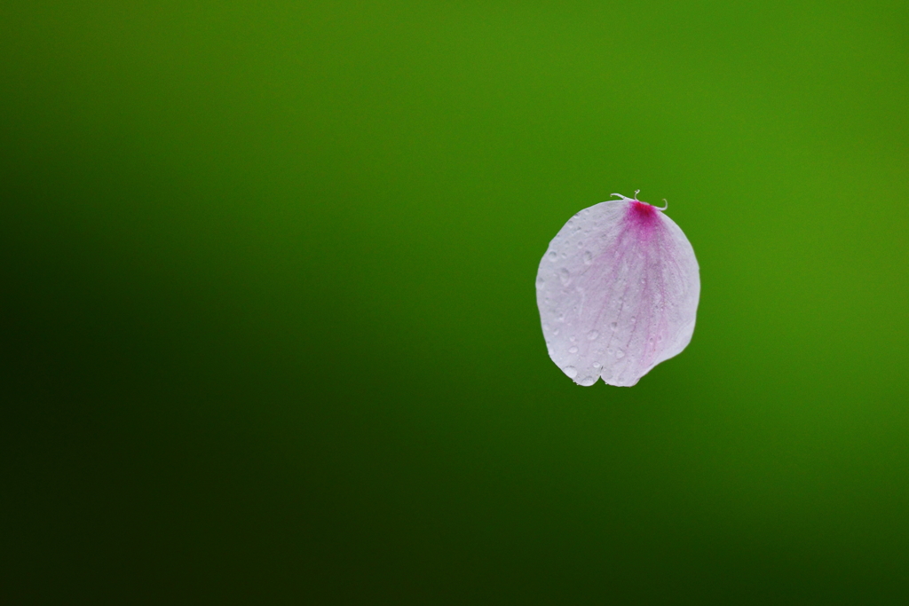 浮桜