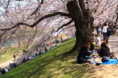 背割りの桜３