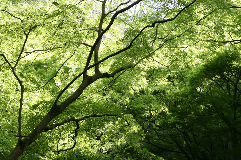 新緑の