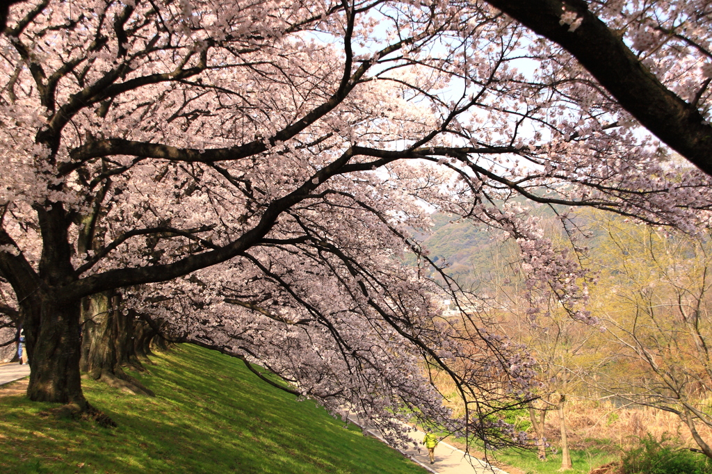 背割りの桜１