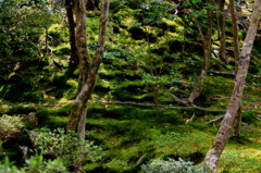 苔絨毯2