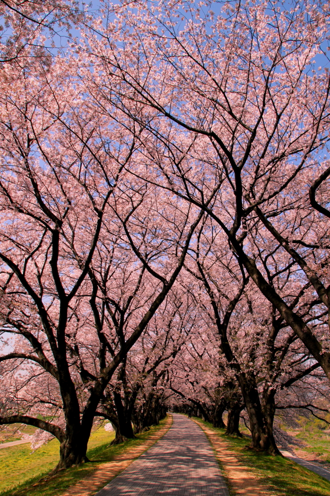 背割りの桜８