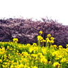 img20160410_436