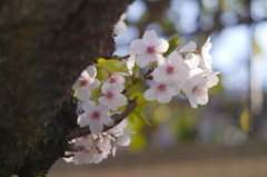 近所の桜２