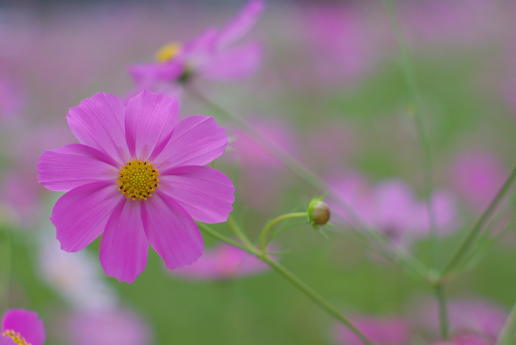 IMGP8925