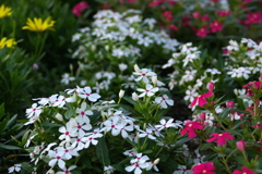 IMGP0010