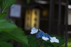 店先の紫陽花