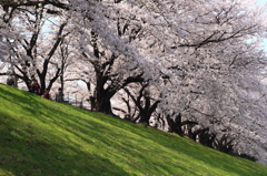 背割りの桜２