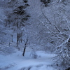 N0008232
