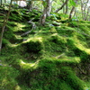 苔絨毯