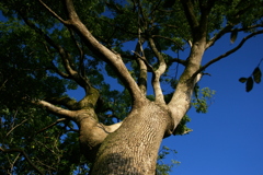 IMGP0041