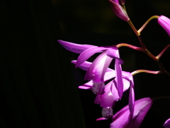 P4290183