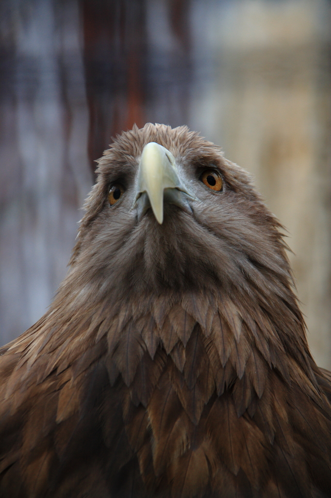 遠くを見つめる