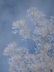 樹氷っぽいの