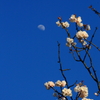 月桜