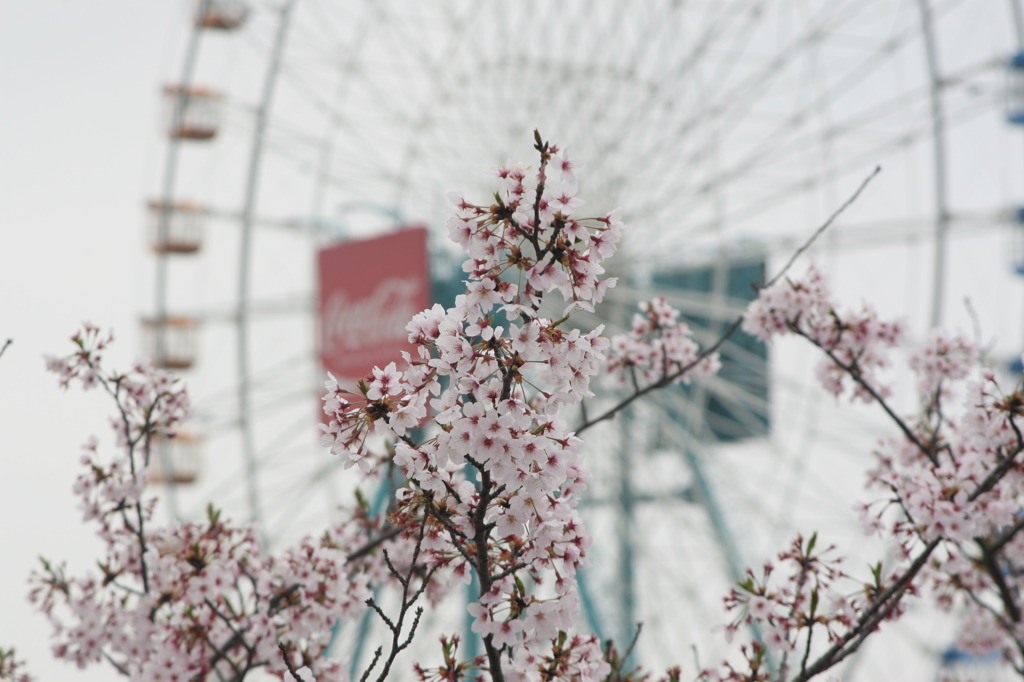 サクラと大車輪