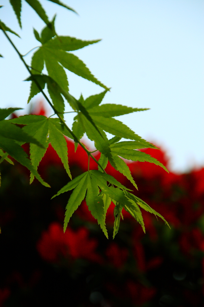 green&red