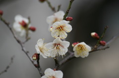 咲きはじめ 咲きはじめ