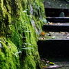 N0009132