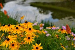 DSC_7886 DSC_7886
