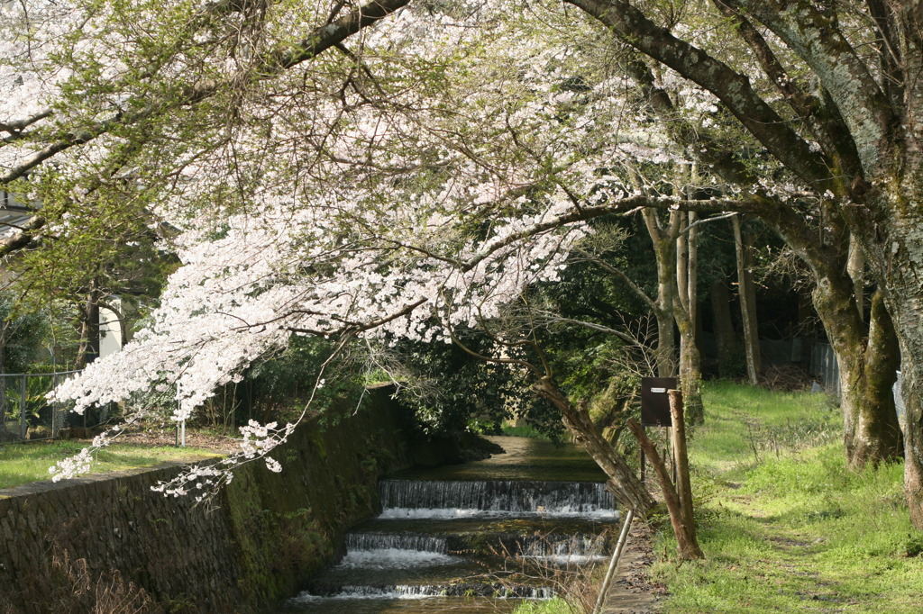 川・桜