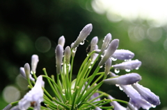 雨なので･･･