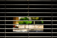 DSC_1347