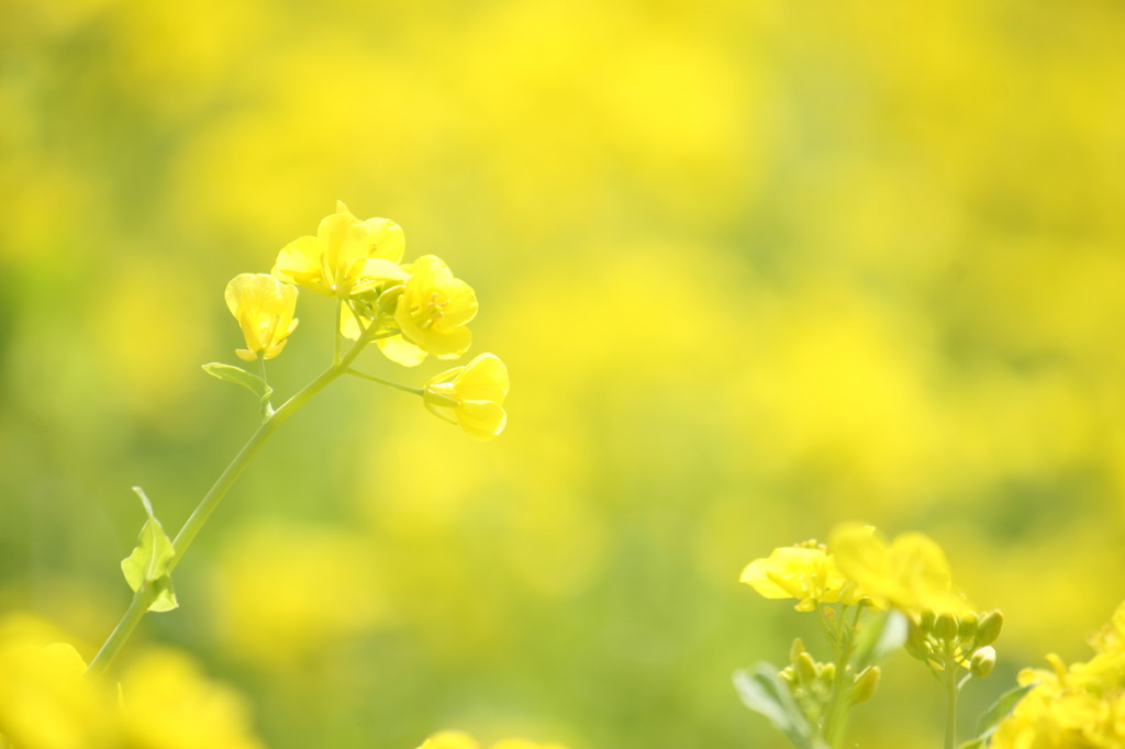 菜の花畑