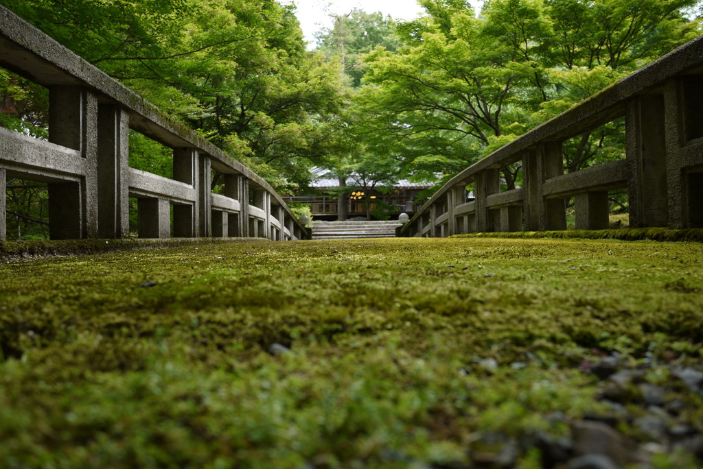 苔の路