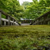 苔の路