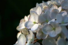IMGP0018