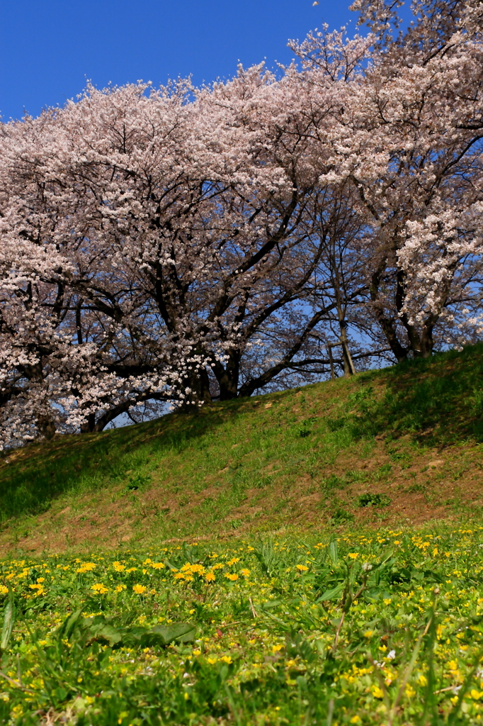 背割りの桜７