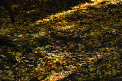 N0008119