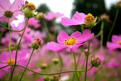 IMGP8945