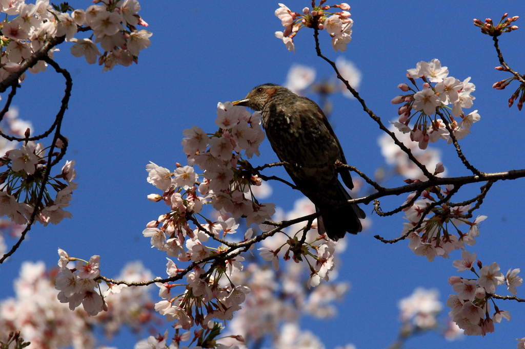 背割りの桜５