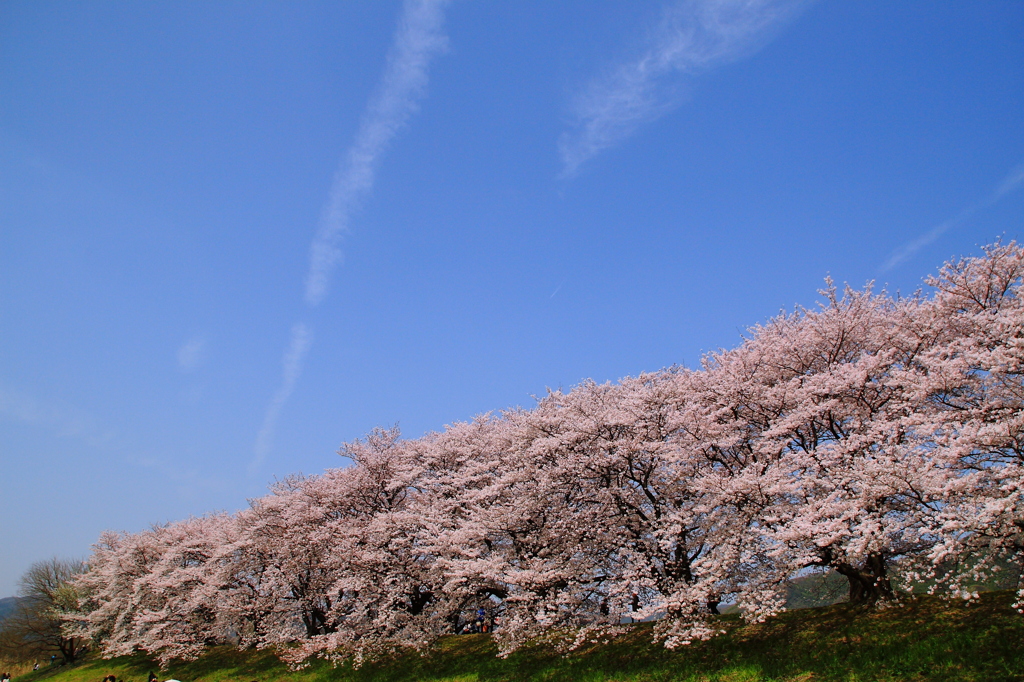 背割りの桜４